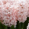 Hiacintas 'Pink Elephant’, 3 vnt.