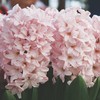 Hiacintas 'Pink Elephant’, 9 vnt.