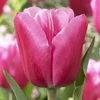 Pink Tulpė ‘Jumbo Rožinė’, 15 vnt.