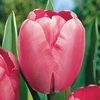 Pink Tulpė ‘Rožinė Impression’ , 50 vnt.
