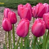 Pink Tulpė ‘Rožinė Pride’, 50 vnt.