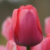 Pink Tulpė ‘Rožinė Pride’, 50 vnt.
