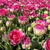 Pink Tulpė 'Wicked in Rožinė ' , 5 vnt.