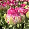 Pink Tulpė 'Wicked in Rožinė ' , 5 vnt.