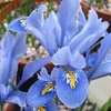 Tinklinis vilkdalgis 'Alida’, 15 vnt.