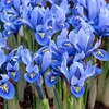 Tinklinis vilkdalgis 'Alida’, 15 vnt.