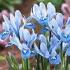 Tinklinis vilkdalgis 'Alida’, 5 vnt.