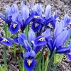 Tinklinis vilkdalgis ‘Harmony’, 5 vnt.
