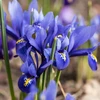 Tinklinis vilkdalgis ‘Harmony’, 5 vnt.