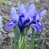 Tinklinis vilkdalgis ‘Harmony’, 5 vnt.