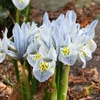 Tinklinis vilkdalgis ‘Katharine Hodgkin’, 5 vnt.