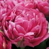 Tulpė 'Amazing Grace' , 50 vnt.