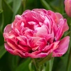 Tulpė 'Amazing Grace' , 50 vnt.