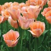 Tulpė 'Apricot Beauty', 15 vnt.