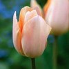 Tulpė 'Apricot Beauty', 15 vnt.
