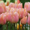 Tulpė 'Apricot Beauty', 15 vnt.