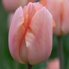 Tulpė 'Apricot Beauty', 5 vnt.