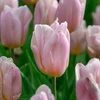 Tulpė ‘Apricot Copex', 15 vnt.