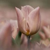 Tulpė ‘Apricot Copex', 5 vnt.