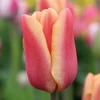 Tulpė ‘Apricot Foxx , 15 vnt.