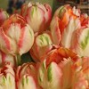 Tulpė 'Apricot parrot', 15 vnt.