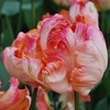 Tulpė 'Apricot parrot', 15 vnt.