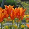 Tulpė ‘Ballerina’ , 5 vnt.