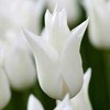 Tulpė 'White Triumphator', 100 vnt.