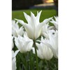 Tulpė 'White Triumphator', 100 vnt.