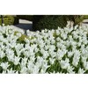 Tulpė 'White Triumphator', 5 vnt.