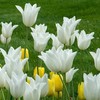 Tulpė 'White Triumphator', 5 vnt.