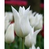 Tulpė 'White Triumphator', 5 vnt.