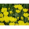 Tulpė 'Yellow Purissima', 5 vnt.