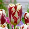 Tulpė ‘Grand Perfection’, 15 vnt.