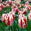 Tulpė ‘Grand Perfection’, 5 vnt.