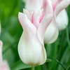Tulpė ‘Holland Chic’ , 15 vnt.
