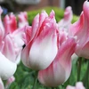 Tulpė ‘Holland Chic’ , 15 vnt.
