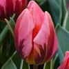 Tulpė ‘Pretty Princess’ , 5 vnt.