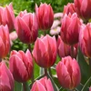 Tulpė ‘Pretty Princess’ , 5 vnt.