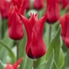 Tulpė ‘Pretty Woman’ , 15 vnt.