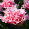Tulpė 'Queensland', 50 vnt.