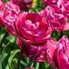 Tulpė ‘Rosy Diamond’, 5 vnt.