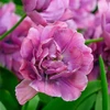 Tulpė ‘Rosy Diamond’, 5 vnt.