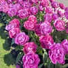 Tulpė ‘Rosy Diamond’,15 vnt.