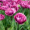 Tulpė ‘Rosy Diamond’,15 vnt.