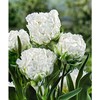 Tulpė 'Snow Crystal', 5 vnt.