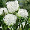 Tulpė 'Snow Crystal', 50 vnt.