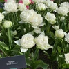 Tulpė 'Snow Crystal', 50 vnt.