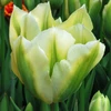 Tulpė ‘Spring Žalias’, 15 vnt.