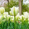Tulpė ‘Spring Žalias’, 15 vnt.